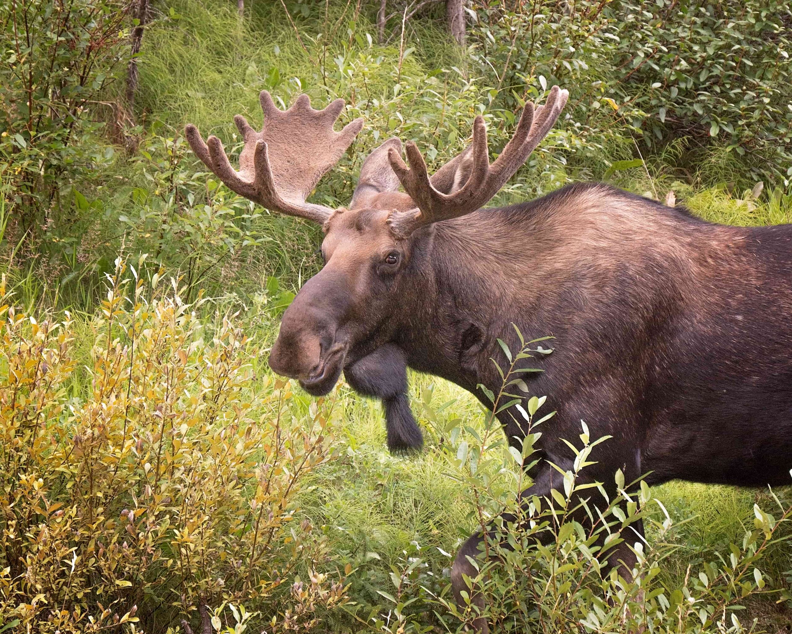 Jahikoerte tõud Eestis
