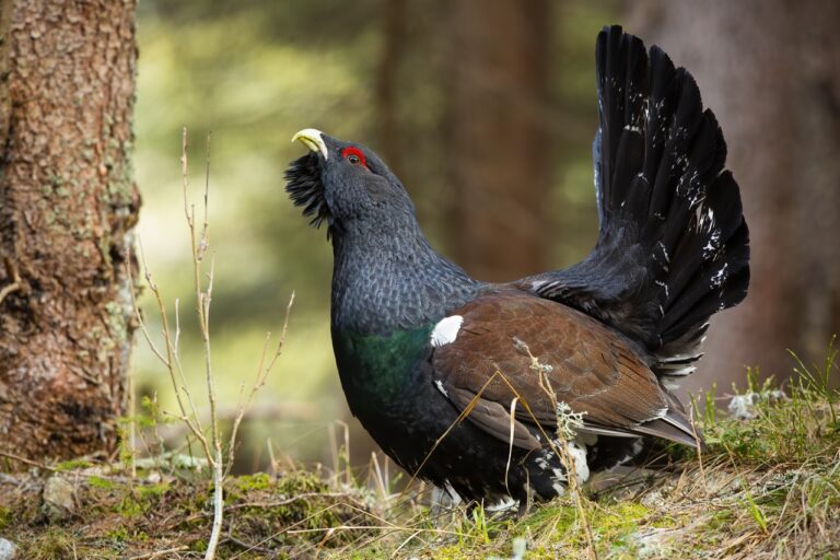 Metsis mängib kevadisel koidikul vanas männikus