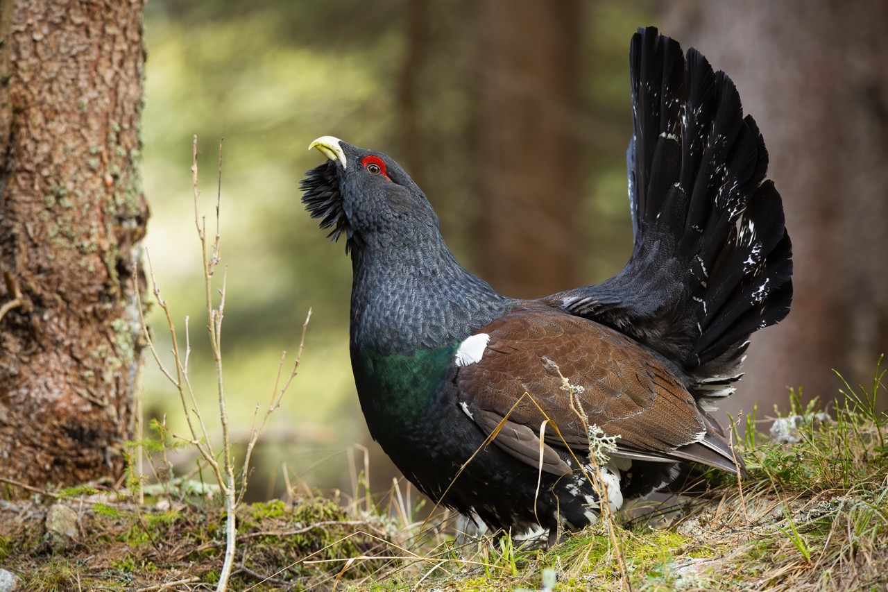Metsis mängib kevadisel koidikul vanas männikus