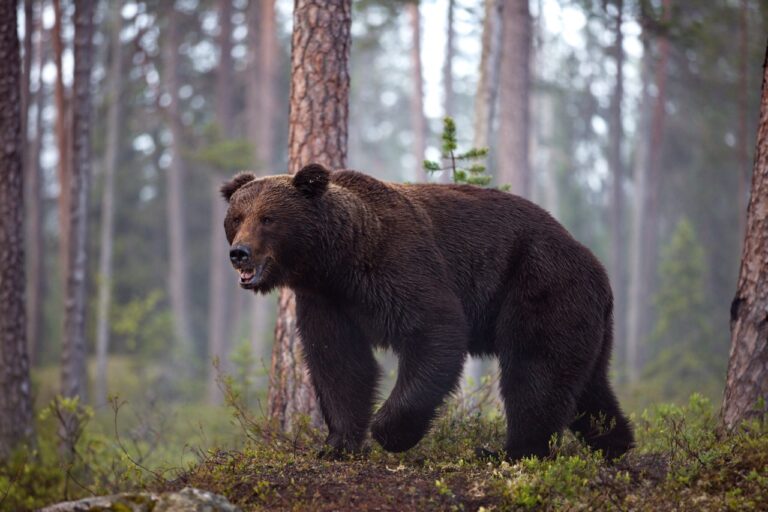 Pruunkaru Eesti metsas suvel